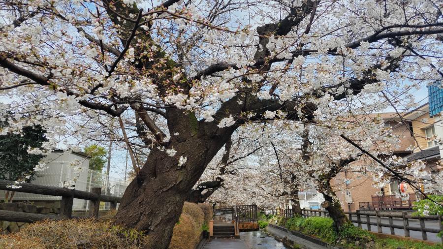二ヶ領用水の桜のイメージ画像