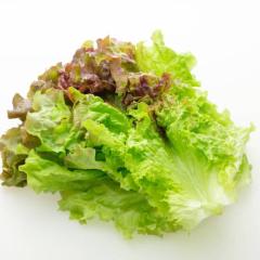 レタスをパクついても腸には無力だった…“夏の不腸”防ぐ最新知見を大学教授らシェア