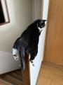 手すりにまたがり後ろ足ぶら〜ん……..