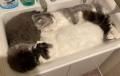 猫の親子が洗面台を占拠3匹の猫による..