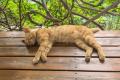 猫が公園でぐっすり、道行く人が次々にあおぐ―重慶市