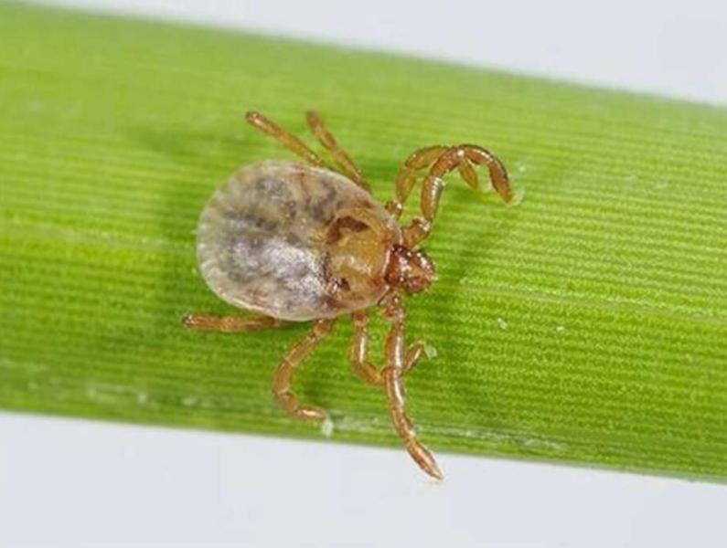 致死率27％、マダニから感染「SFTS」 東日本でも拡大の兆し