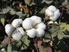綿花の茎が最新の研究で高価値製品に―中国のイメージ画像