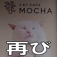 パルボウイルス騒動の猫カフェMOCHA 新たに｢安全対策に問題｣