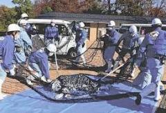 「震度７」でホワイトタイガー脱走の想定…猛獣役の動物園職員に吹き矢、網で捕まえる 石川・能美市のイメージ画像
