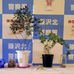 障害児支援施設で大麻栽培疑い 管理者の男を逮捕、神奈川