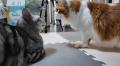 東海オンエアてつやの猫と峯岸みなみ..