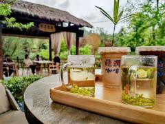 お茶産業が「春の経済」の好調さに拍車―陝西省西郷県のイメージ画像