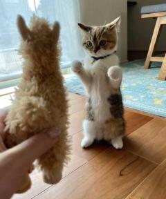 「あるぱかがあらわれた！」ぬいぐるみと対峙する子猫にメロメロのイメージ画像