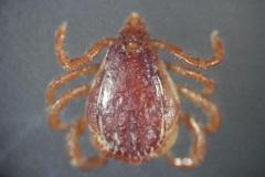 ダニが媒介するウイルス性疾患でタイに死亡例、SFTS（重症熱性血小板減少症候群）に要注意のイメージ画像