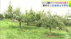 【詳報】リンゴ園で休憩中…背後から『クマ』 76歳の女性が襲われ目や頬などにけが 警察や猟友会などが出動して警戒もその後のクマの行方は分からずのイメージ画像