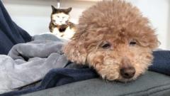 まるでホラー映画？寝起きのワンコを背後から鋭い眼光で見つめる猫ちゃんのイメージ画像