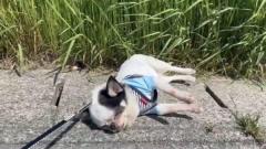 電池切れ？石化の魔法？ 気分屋チワワが見せる“ガチお散歩キャンセル”のイメージ画像