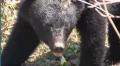 上松町でクマに襲われ男性2人けが 山林内で作業中 長野