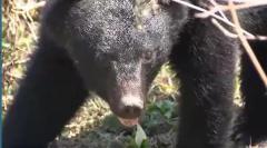 上松町でクマに襲われ男性2人けが 山林内で作業中 長野