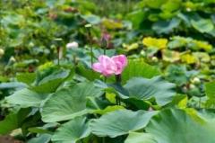 宋代古代蓮の種子が浙江省で再び花開く―中国のイメージ画像