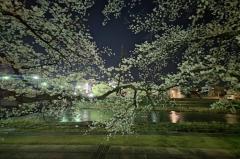 犀川べりの桜のイメージ画像