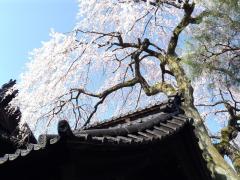 慶恩寺しだれ桜 ２