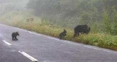 山形・米沢市の国道で車とクマが衝突 体長約１メートルのクマ死ぬのイメージ画像