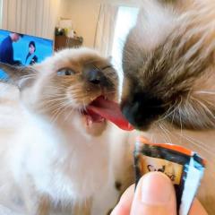「それは舌舌舌！離してぇ！」食事中のシャム猫親子に訪れたハプニング