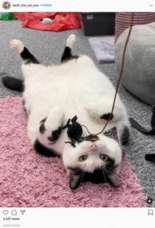 盗み食いする10キロ超の肥満猫、飼い主は冷蔵庫に鍵をつける羽目に 