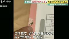 JAの精米工場がハトだらけ…至るところにフン 小学校給食にも出荷 保護者らが調査し発覚 大阪・枚方市のイメージ画像