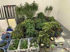 「大麻のような匂いがする」近くの人からの通報で発覚 大麻所持の疑いで逮捕された男2人を再逮捕 営利目的で栽培したか 愛知