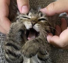 気持ち良い～！頭をマッサージしてもらって悶える子猫