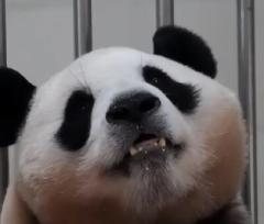 おなかにこぼしたエサまで食べちゃう！韓国生まれの食いしん坊パンダ「フーバオ」のイメージ画像