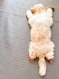 ぺたぁ マットと一体化してしまったワンちゃん モップかな？