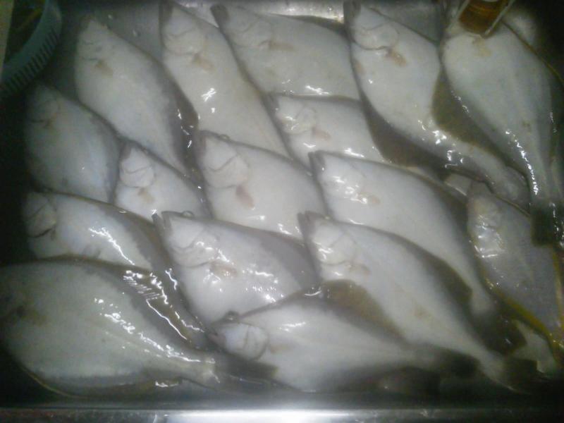 岩内フェリー埠頭の夜釣りが熱い！
