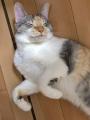 遊び疲れてスヤア　おててがかわいい..