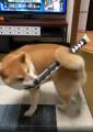 犬の呼吸 壱の型──尻尾で刀を操る柴..