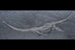 47年前に発見された化石、ジュラ紀の混乱する海洋を生きた新種の首長竜と判明