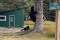 アラスカで勇敢な犬がクマに襲い掛か..