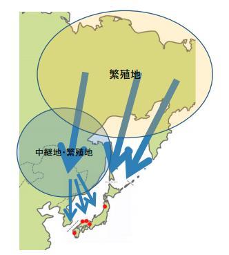 香川 高病原性鳥ｲﾝﾌﾙと確定 9万羽殺処分へ 韓国から感染？