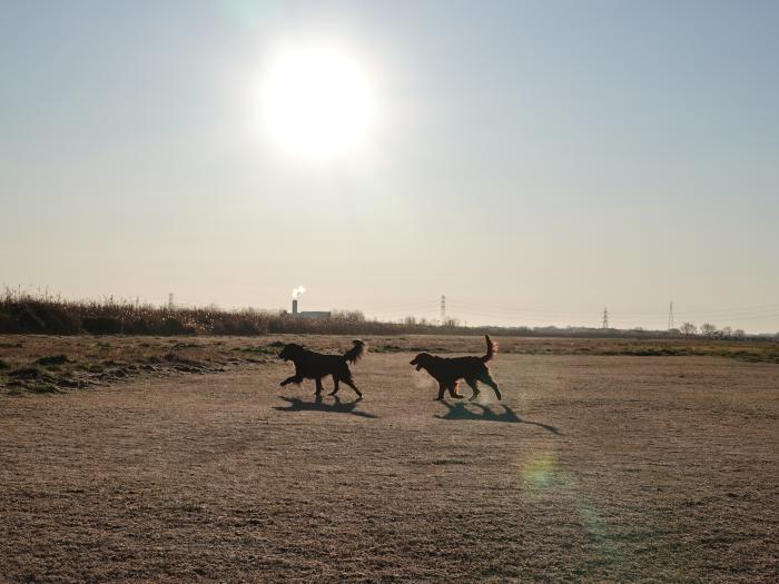 利根川河川敷を楽しそうに走る犬達のイメージ画像