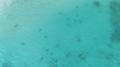 マヤ湾に158匹のツマグロザメ～タイ・..