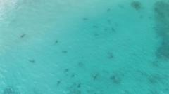 マヤ湾に158匹のツマグロザメ～タイ・ピピ諸島で生態系回復の兆し