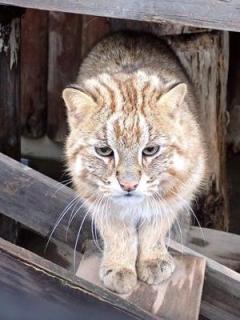 井の頭自然文化園でアムールヤマネコ２匹死ぬ…ほか４匹にも歩行障害などの症状のイメージ画像