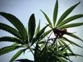 大麻畑でリラックス