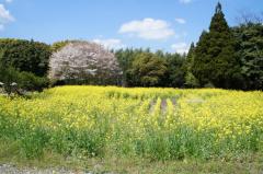 神崎の春のイメージ画像