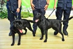 薬物捜索犬2頭を寄贈、オーストラリア国境警備隊とタイ税関局が連携強化