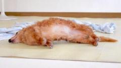 おいしそうなトンカツ……と思いきやワンコのお腹に食欲をそそられる方続出のイメージ画像