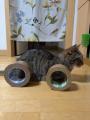 猫なのに高級車！？Xの「レクサスブーム」に“れくサス”降臨