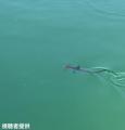 海水浴場にサメ「小魚を追って入ったか」生後2か月ほどのハンマーヘッドシャーク 大分