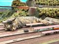 鉄道模型ジオラマを歩く保護猫たち　..