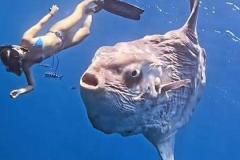 メキシコ沖で巨大なマンボウを発見、ダイバーが一緒に泳ぐ【動画】