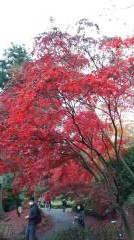薬師池公園の紅葉のイメージ画像