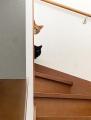 犯ニャンは誰？階段上の2匹の猫ちゃん..
